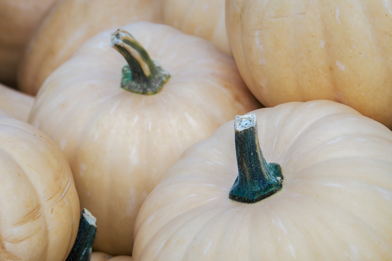 Best Tips for Growing Pumpkins in Your Garden